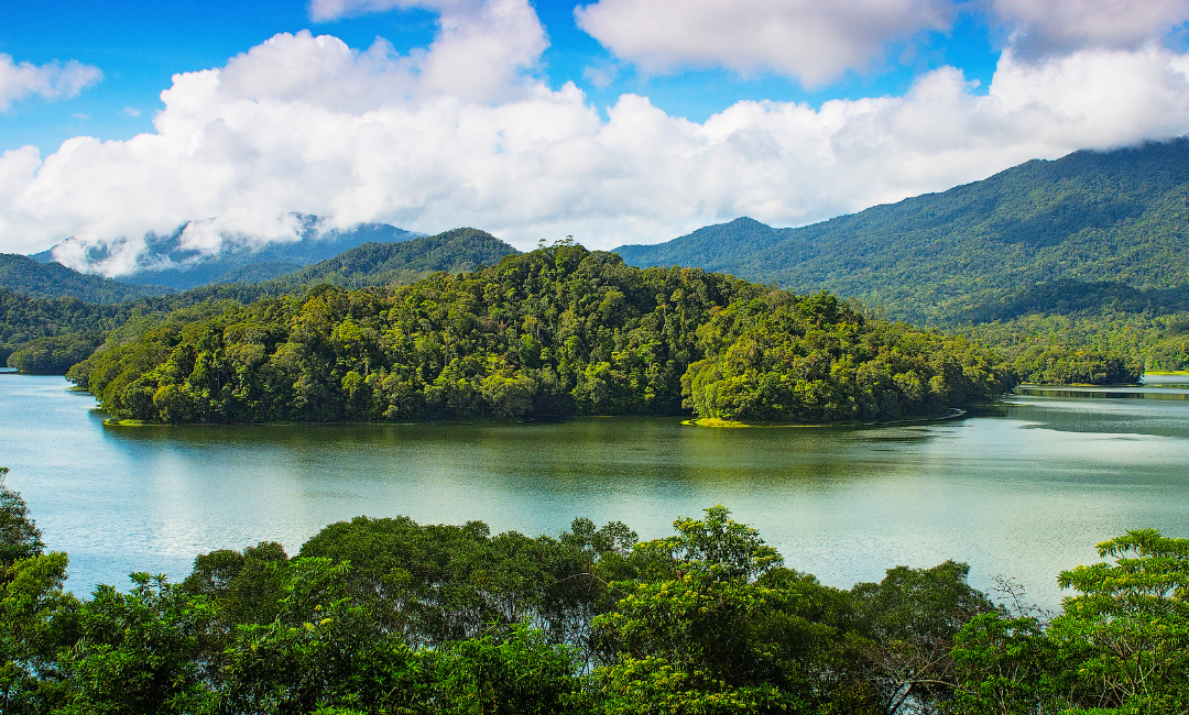 GoHashtag adopteer regenwoud Rainforest Costa Rica